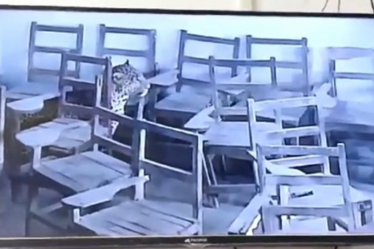 Leopard ušao u školu i napao dečaka: Zver zaključali u učionici i borili se sa njom 9 sati! (VIDEO)