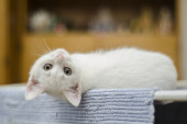 Zavukla se u kamin: Transformacija ove bele mačke će vas nasmejati do suza (FOTO)