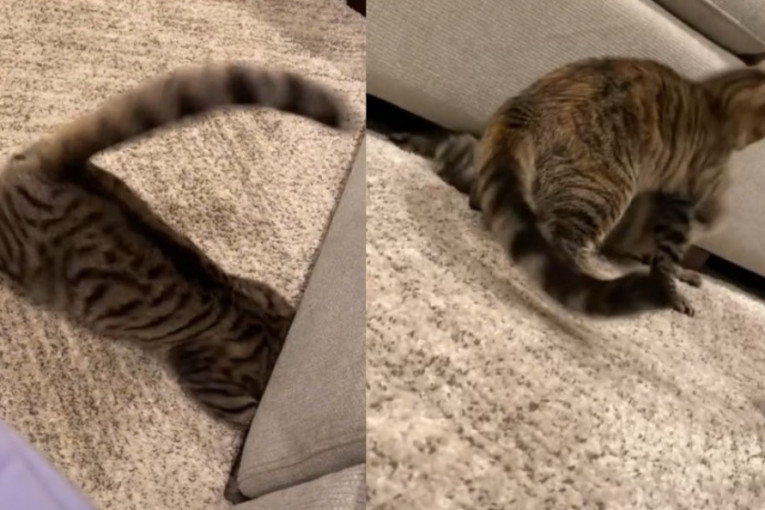 Ovo nije bila dobra ideja: Mačak se zavukao pod kauč, a u pomoć mu je pritekla preslatka cimerka (VIDEO)