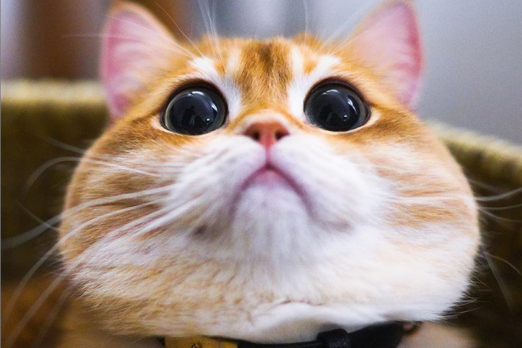 Upoznajte Piska, ljupku mačku koja izgleda baš kao Mačak u čizmama