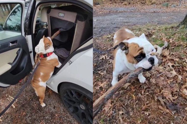 Zagrizao, pa ne pušta: Ovaj presimpatičan pas je čvrsto rešen da u auto ubaci štap koji je veći i od njega samog (VIDEO)