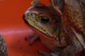 Najezda otrovnih žaba na Tajvanu: Opasne su po ljude i životinje, a niko ne zna ni kako su dospele u ovu zemlju (VIDEO)