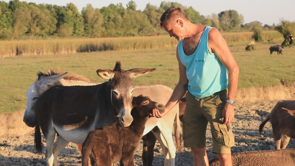 Litar magarećeg mleka košta čak 50 evra, a lista čekanja za njega je predugačka: Ove životinje su među najisplativijim za uzgoj (FOTO)
