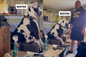 Veliki i mudar: Pas samo čeka priliku da vlasnik ustane pa da zauzme svoju omiljenu fotelju (VIDEO)