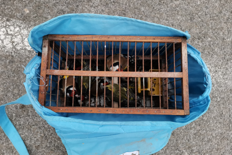 Stravičan krivolov ptica pevačica na jugu Srbije: Deluje kao mreža organizovanog kriminala