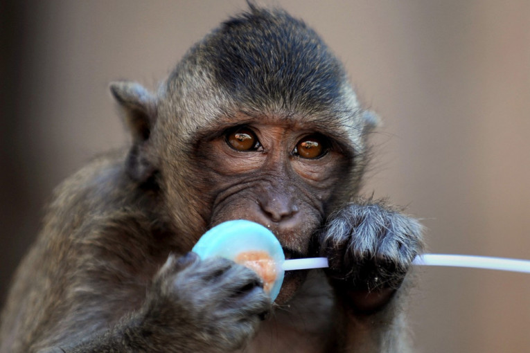 Krađa šešira, žvakanje kose i ostala majmunska posla: Tajlandska gozba za 1.000 gladnih makakija