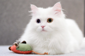 Snežnobela maca Mija nije samo prelepa, već i prepametna: Ona je i akter najgledanijeg TikTok videa godine?
