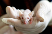 Zaraženi miš ujeo naučnicu u laboratoriji i izazvao haos: Skoro 100 ljudi momentalno završilo u karantinu