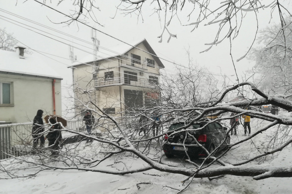 Kolaps u Beogradu: Sneg obara drveće na svakom koraku - ulice blokirane, automobili oštećeni! Dve devojčice povređene na Miljakovcu (FOTO)