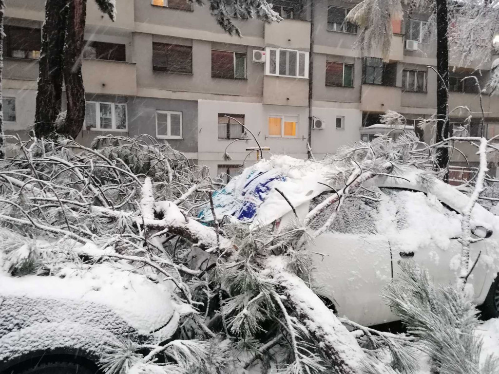 Polomljene grane Beograđanima urnisale automobile: Evo kako i od koga da naplatite kompletnu štetu