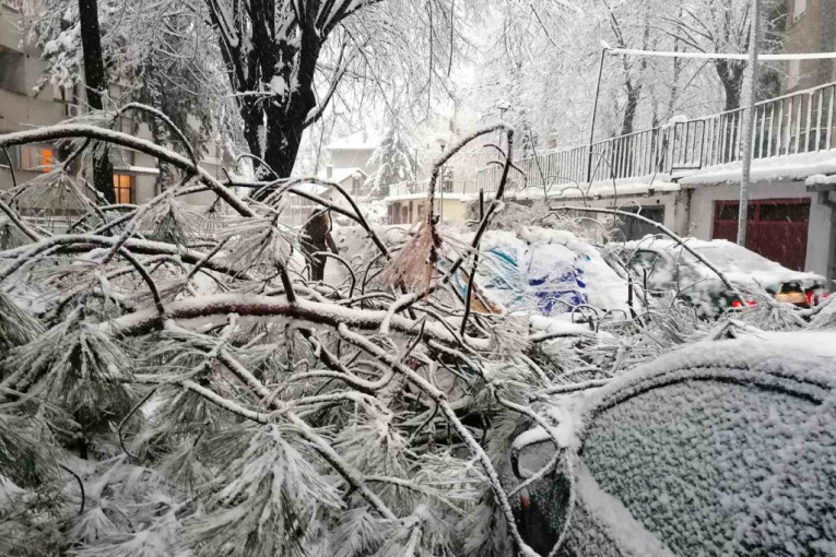 Beograd pred naletom mećave, sneg ne posustaje: Izlomljene grane zatrpale automobile! (FOTO)