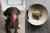 Luksuzni obroci za kucu: Profesionalni kuvar daje i po 400 evra za ručak svog psa (VIDEO)