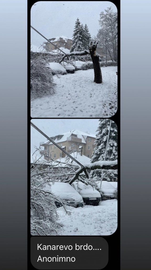 Polomljene grane Beograđanima urnisale automobile: Evo kako i od koga da naplatite kompletnu štetu