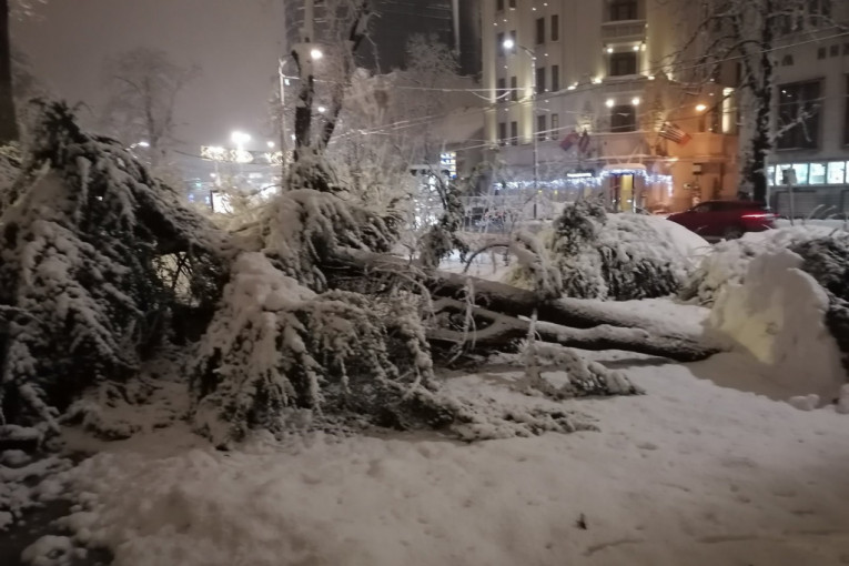 Pad drveta u centru Beograda mogao da bude fatalan: Iščupalo se iz korena i palo nasred pešačke staze (FOTO/VIDEO)
