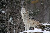 "Učinilo mi se da sam video vuka ispred zgrade": Divlju zver sneg "izmamio" iz šume