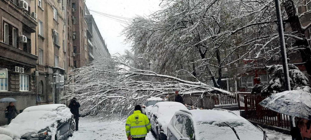 Drveće ne prestaje da pada: Ekipe "Zelenila-Beograd" do sada intervenisale na 205 lokacija
