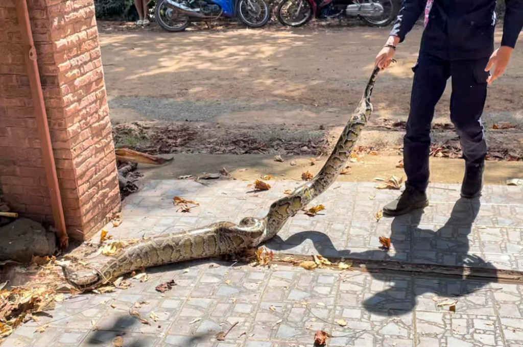 Sakrili se od ogromnog pitona, a tek onda je usledila jeziva scena: Zgrozilo ih je ono što je zmija ispljunula! (UZNEMIRUJUĆE)