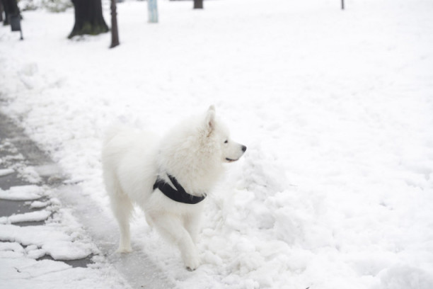 Zabelela se Srbija: Bajkoviti prizori na planinama, meteorolog najavio kada stiže jače zahlađenje! (FOTO/VIDEO)