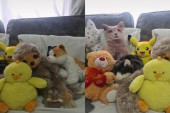 Pronađi ljubimca: Sakrila je mačku među plišane igračke, a video je odmah postao viralan (VIDEO)