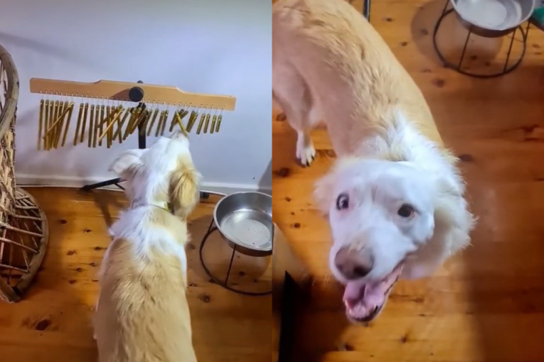 Ovaj pas ima hobi, i ne, nije u pitanju hvatanje loptice: Pogledajte šta radi ova lepotica (VIDEO)
