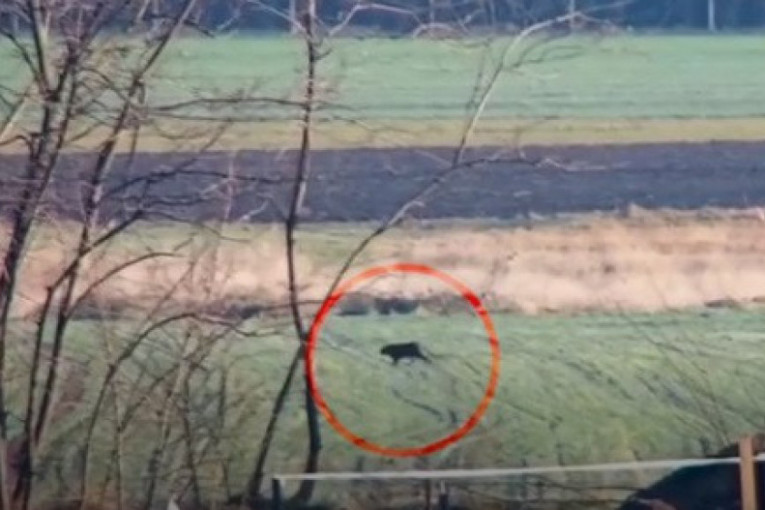 Crni panter pobegao iz zatočeništva! Panika na samo 40 kilometara od Subotice (FOTO/VIDEO)