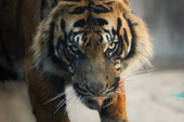 Nedaleko od Moskve snimljeno mladunče tigra kako luta zavejanim ulicama! " Živ tigar! Ne mogu da verujem!" (VIDEO)