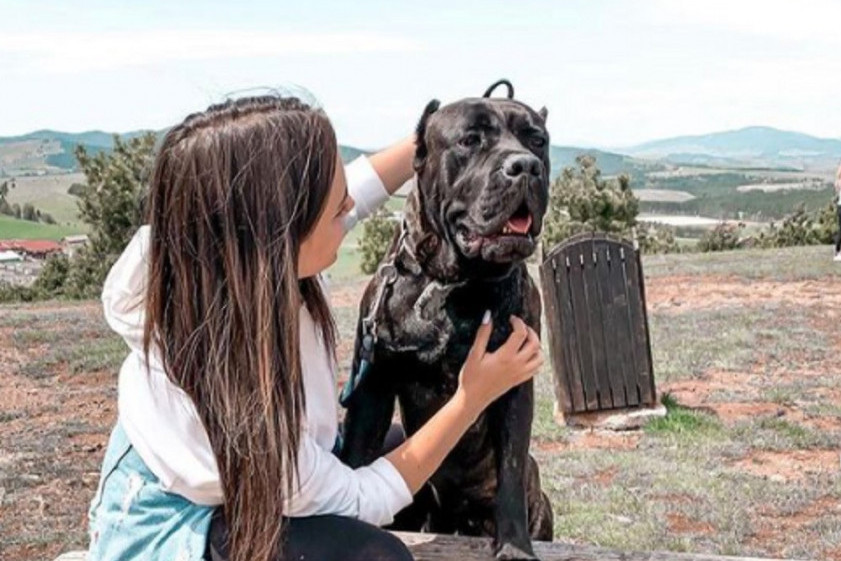 Cela Srbija se udružila da pomogne Ljubici da pronađe ukradenog psa: Nudi 1.000 evra, a od njega ni traga ni glasa!