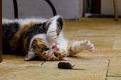 Ukoliko vam mačka donese mrtvog miša, iza toga može da se krije nekoliko razloga