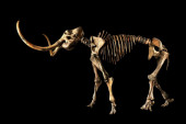 Veliko otkriće: Pronađeni skeleti pet mamuta iz vremena ledenog doba!