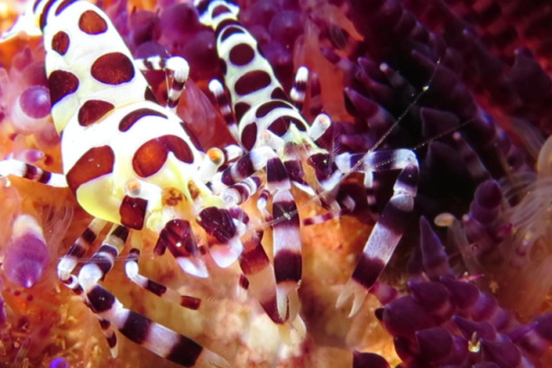 24sedam preporučuje najbolje podvodne filmove: Spektakularne scene sa dna mora (FOTO/VIDEO)