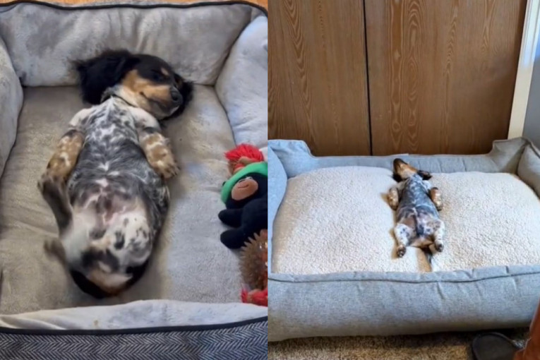 Kupili psu ogroman krevet, a njegova reakcija će vas nasmejati (VIDEO)