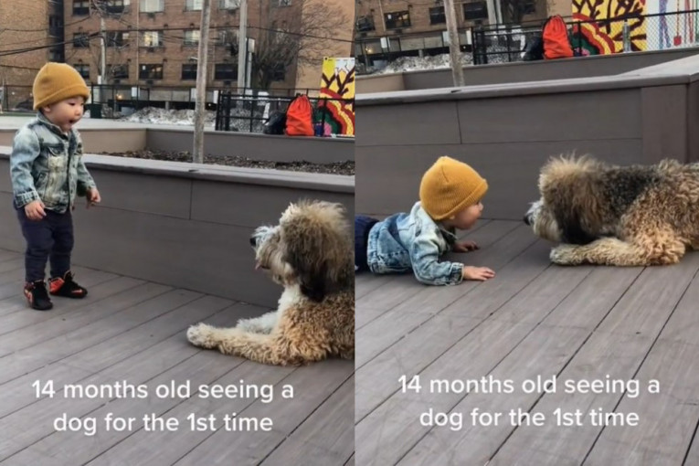 Dirljivo: Dečak se, prvi put, susreo sa psom, a njegova reakcija će vas raznežiti (VIDEO)