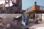 Uhapšeni majmuni ubice: Izvršili masakr nad više od 250 pasa, policija reagovala kad su počeli da napadaju decu (VIDEO)