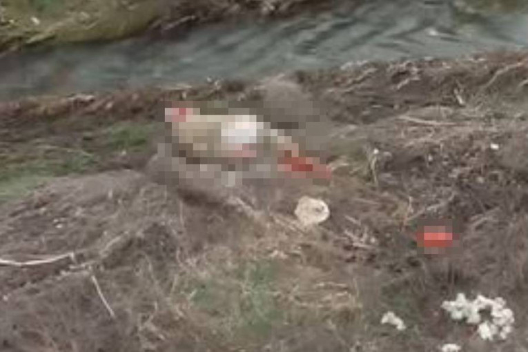 Uznemirujući snimci iz okoline Kragujevca: Napravljen pokolj, iščupali joj grkljan a još je živa!