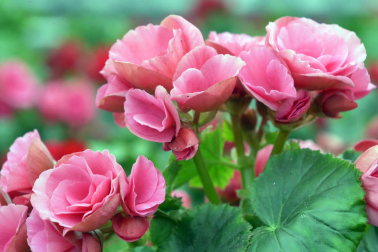 24SEDAM PANČEVO Posetite "Nađin kutak" - u novoj cvećari očekuje vas nešto sasvim posebno
