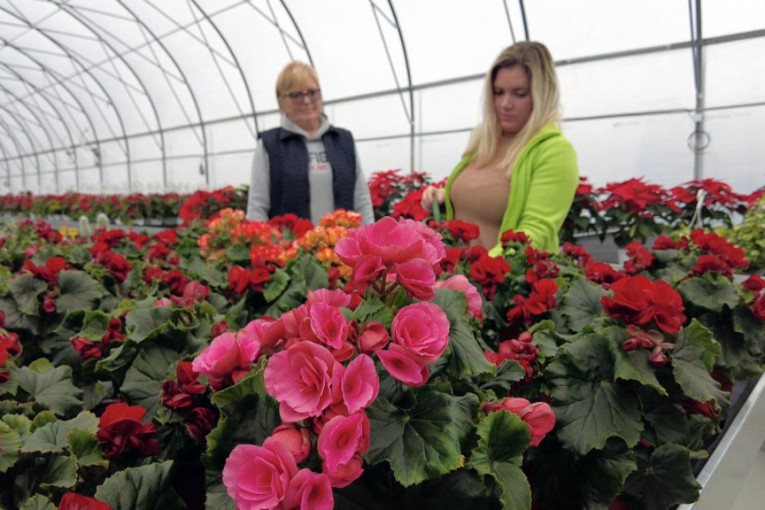 Kad je ljubav neophodan "začin“ u poslu, cvećarstvo postaje unosan biznis (FOTO/VIDEO)