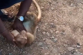 Dramatičan snimak oživljavanja obišao svet: Taksista naišao na telo malog majmuna, pa mu priskočio u pomoć (VIDEO)
