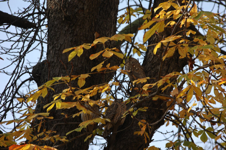 24SEDAM KIKINDA Sove, “Teru” i druge lepote Kikinde je ovekovečilo oko 40 učesnika foto safarija