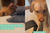 Nema šta nije ukrao: Vlasnica snimala psa na delu, a spisak stvari koje je uzeo, u toku jednog dana, je urnebesan (VIDEO)