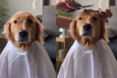 Gospodin pas: Vlasnica se pravila da ga šiša, a njegova reakcija će vas oduševiti (VIDEO)