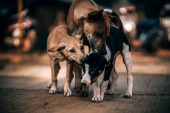 Policija traga za vlasnicima pasa koji su izujedali čoveka na Kosmaju: Na ogrlicama pronađeni kontakti