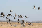 Ptičiji grip stigao u Srbiju, pogađa ždralove, preti i živini: Ovo je prvi znak da su zaraženi