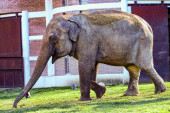 Bolnica za slonove postala turistička atrakcija