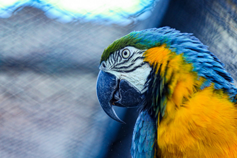 Dobar ili loš glas? Šta znači sanjati papagaja?