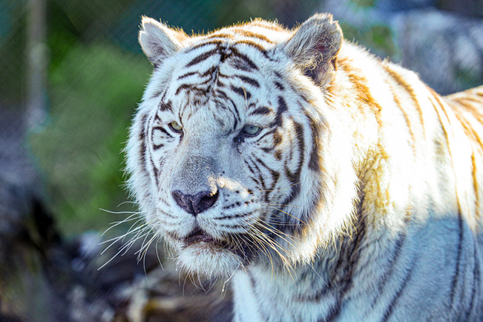 Šok u zoo-vrtu Danskoj: Donirajte neželjenog ljubimca - završiće u ustima tigra!