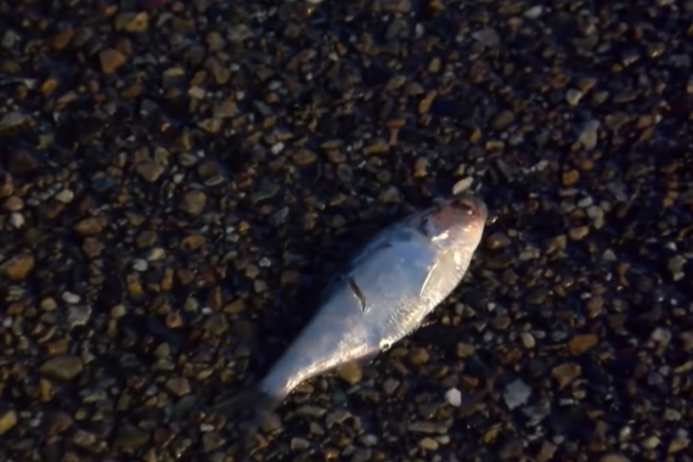 Ribe padale sa neba: Ovakvoj vremenskoj prognozi se niko nije nadao (VIDEO)