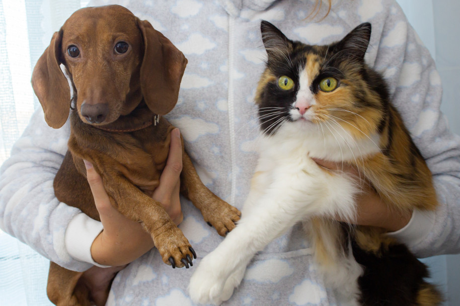 Šest zabavnih, ali istinitih razlika između vlasnika pasa i mačaka