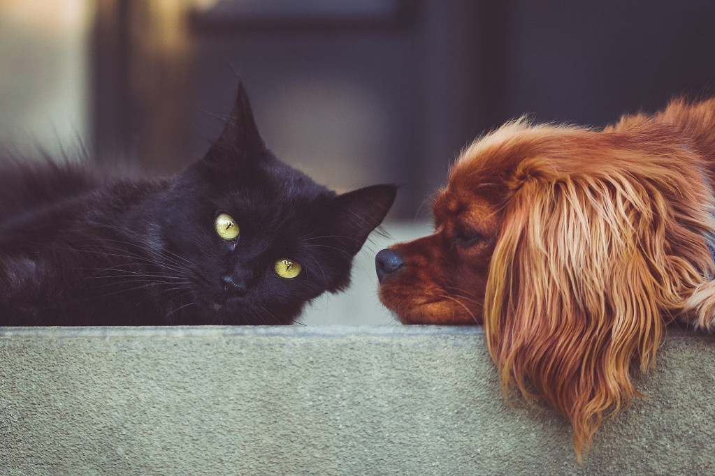 Ovo je osam najguglanijih pitanja o mačkama i psima: Imamo i odgovore