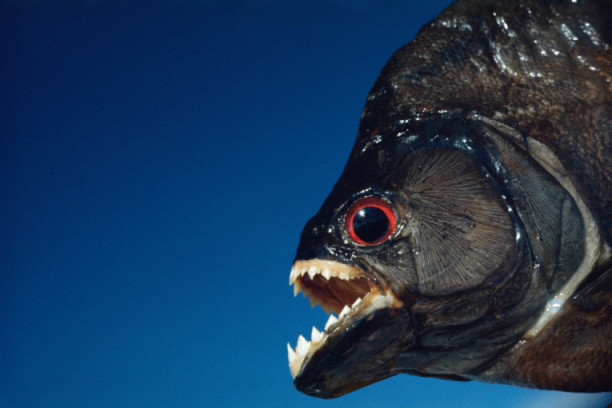 Pirane i druge nemani hvatane u srpskim rekama: Srbiji prete invazivne životinje koje nikada nismo imali