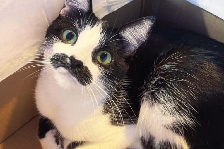 Mačka s neobičnim brkovima osvojila internet: Na kog vam čuvenog pevača liči?
